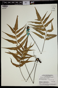 Asplenium polyodon image