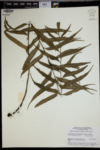 Asplenium persicifolium image