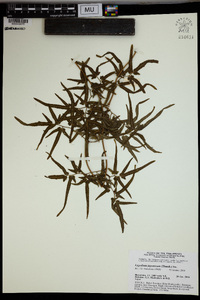 Lygodium japonicum image