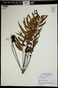 Asplenium polyodon image