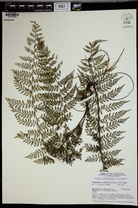 Asplenium scandens image