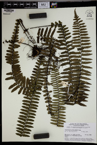 Asplenium pellucidum image