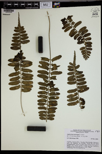 Asplenium tenerum image