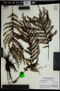 Callistopteris apiifolia image