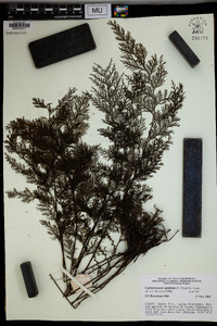 Callistopteris apiifolia image