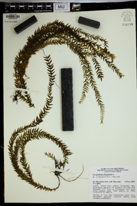 Lycopodium phlegmaria image