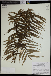 Angiopteris palmiformis image