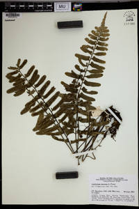 Asplenium tenerum image