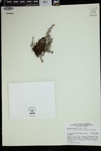 Image of Tomophyllum macrum