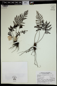 Abrodictyum obscurum image