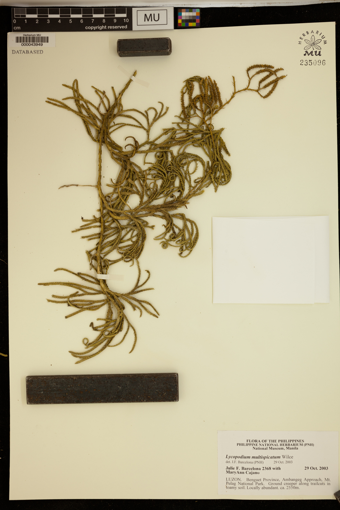 Diphasiastrum multispicatum image