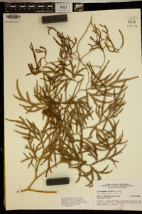 Lycopodium volubile image