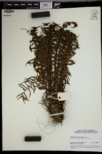 Asplenium pellucidum image