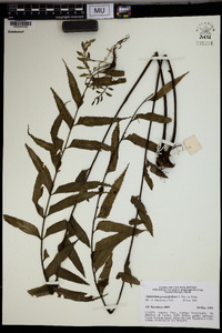 Asplenium persicifolium image