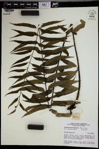 Asplenium persicifolium image