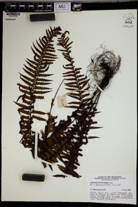 Asplenium pellucidum image