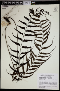 Asplenium lepturus image