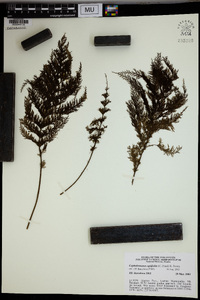 Callistopteris apiifolia image