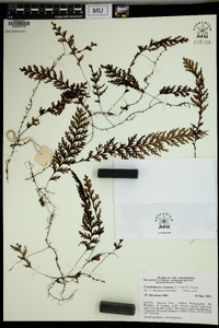 Hymenophyllum acutum image