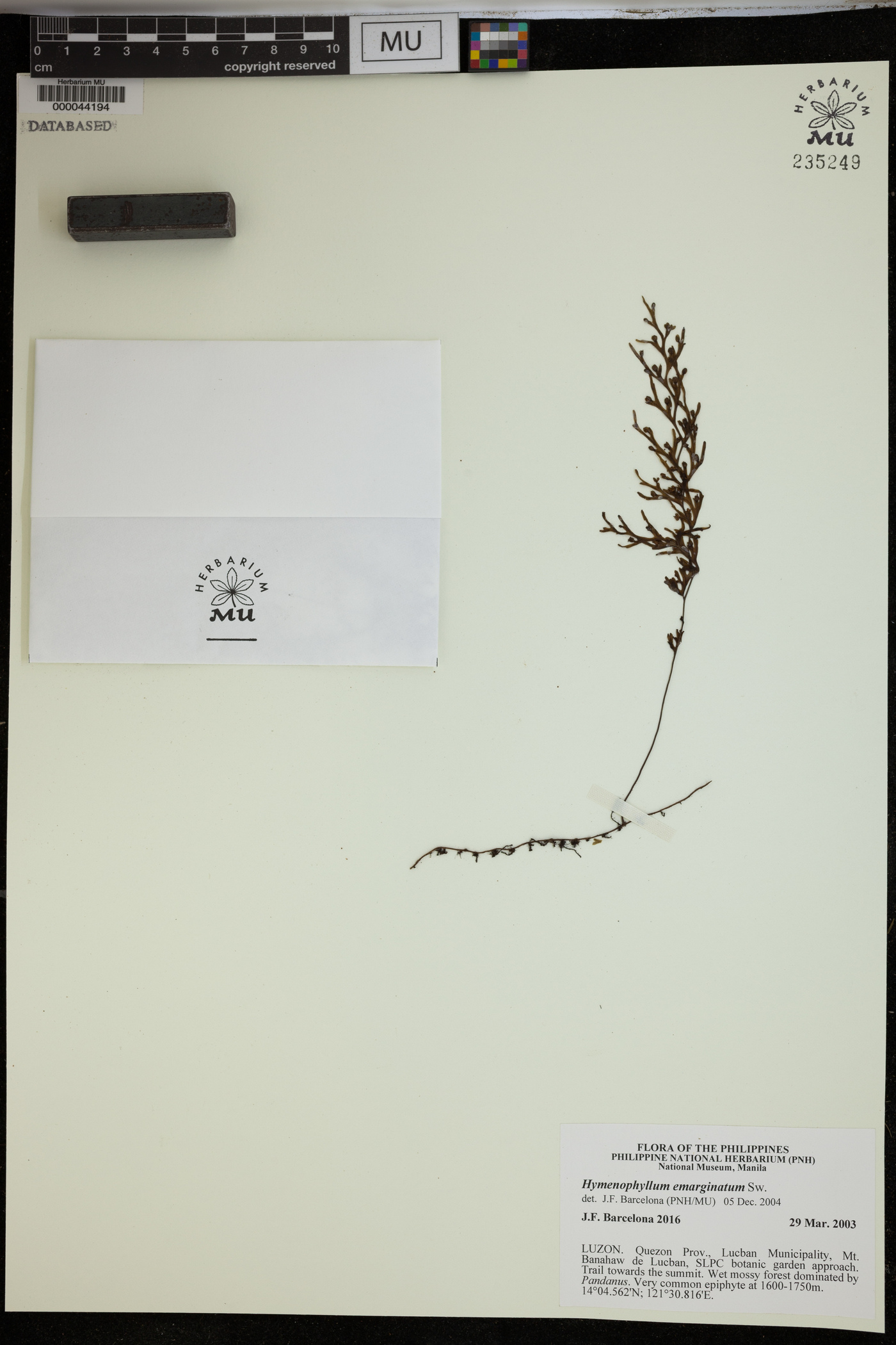 Hymenophyllum emarginatum image