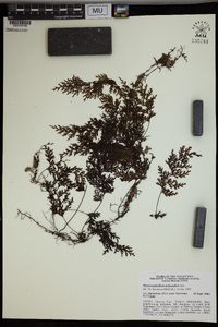 Hymenophyllum polyanthos image