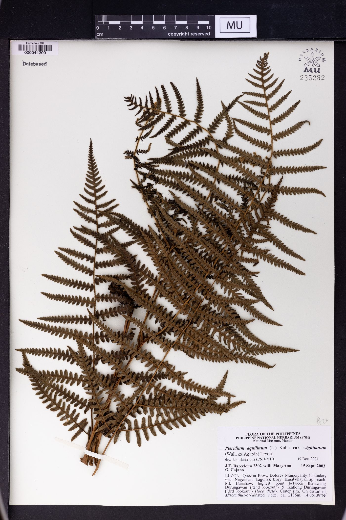 Pteridium revolutum image