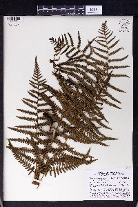 Pteridium revolutum image