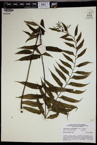 Asplenium persicifolium image