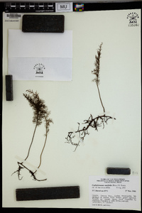 Hymenophyllum pallidum image