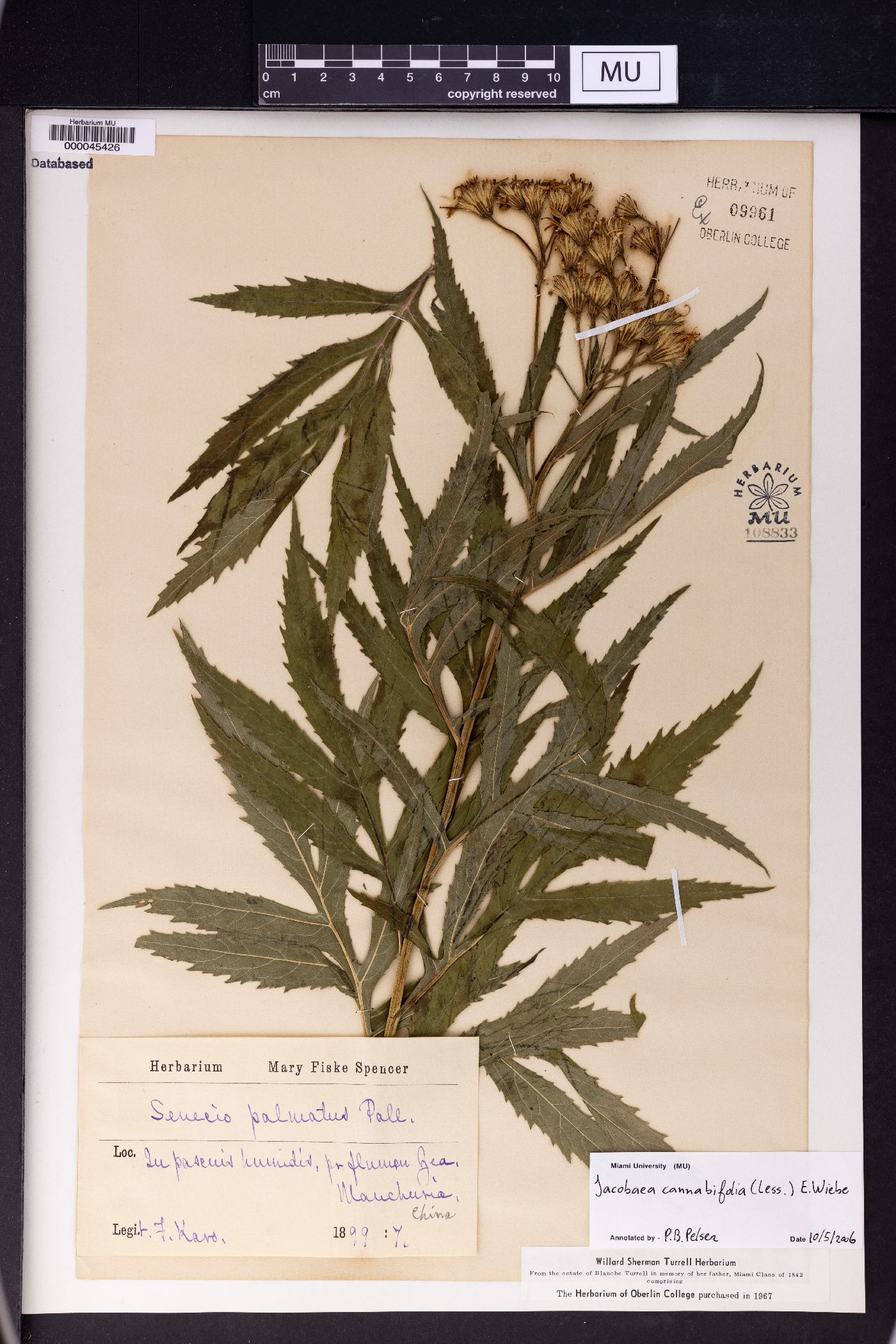 Jacobaea cannabifolia image