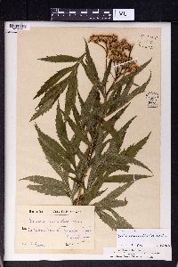 Image of Jacobaea cannabifolia