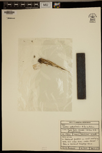 Image of Isoetes welwitschii