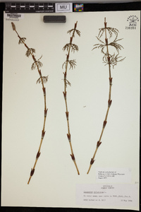 Equisetum sylvaticum image