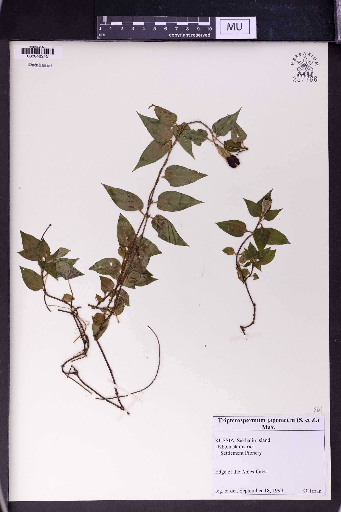Tripterospermum trinervium image