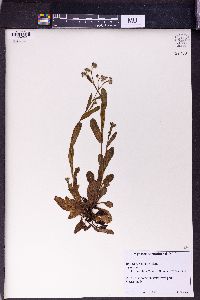 Myosotis sylvatica subsp. sylvatica image