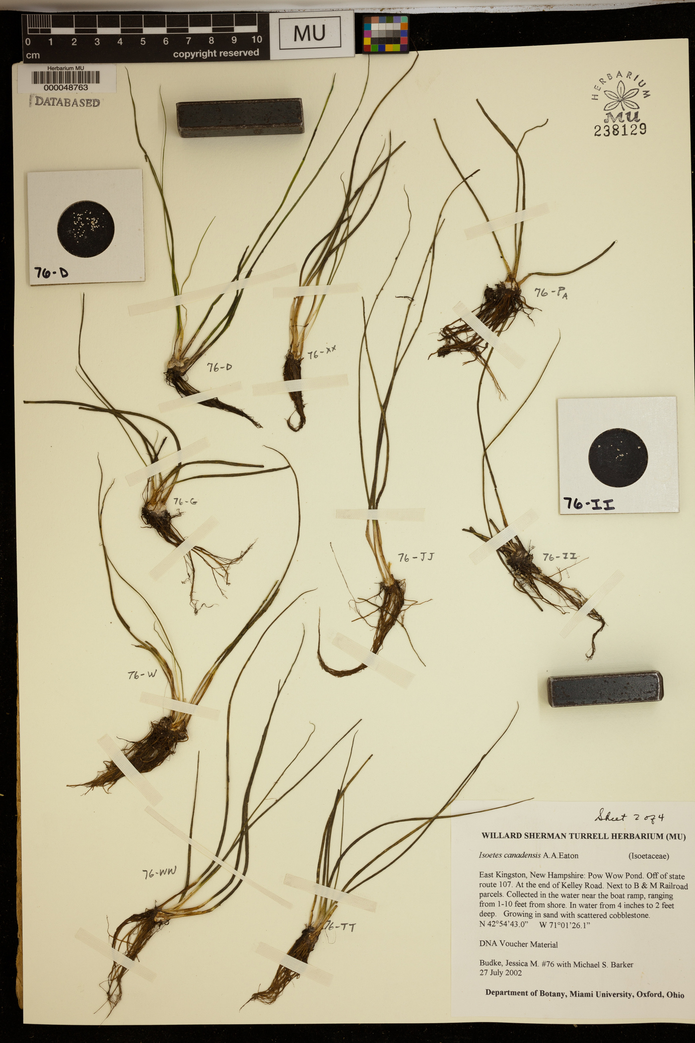 Isoëtes canadensis image