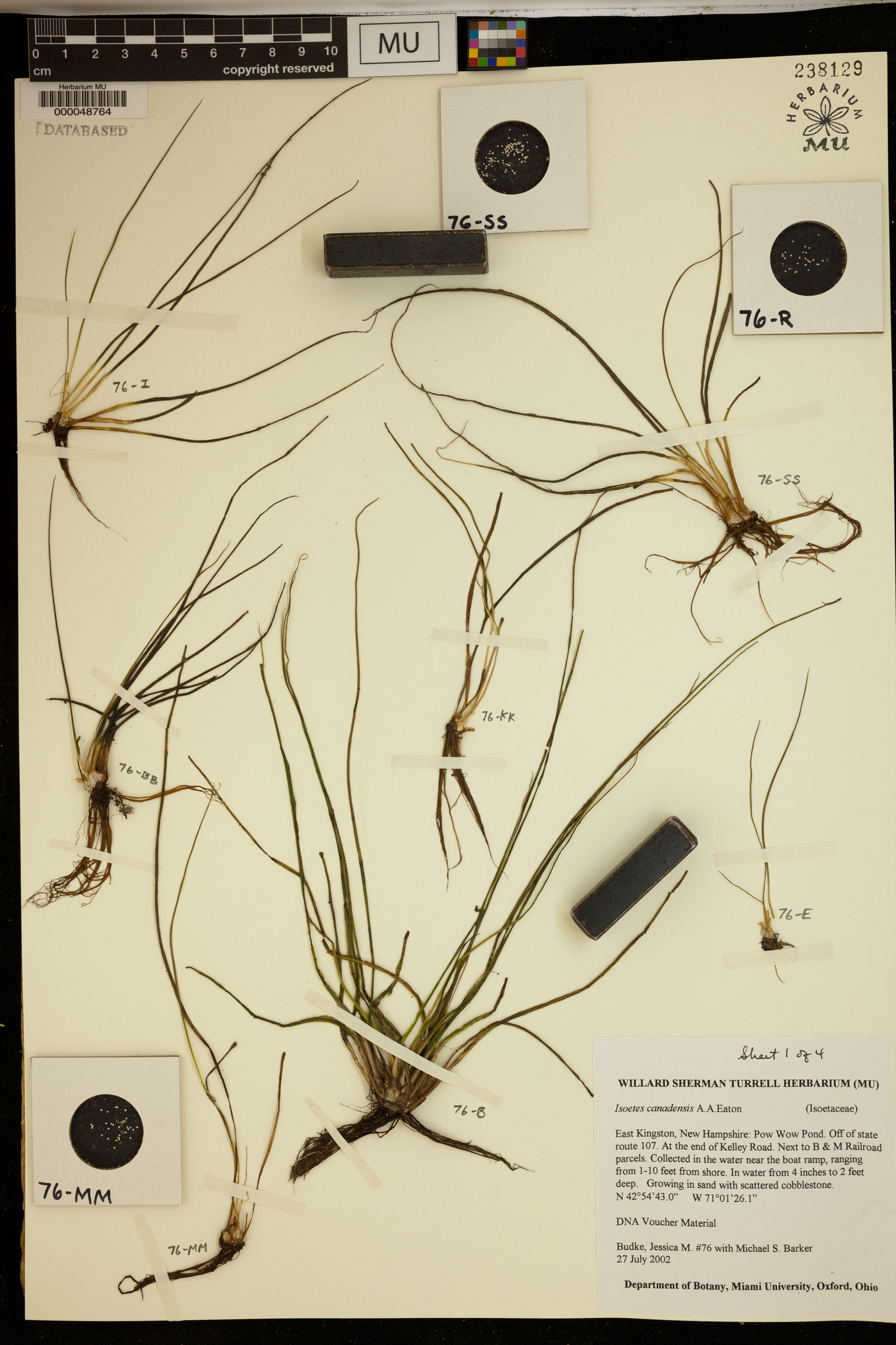 Isoëtes canadensis image