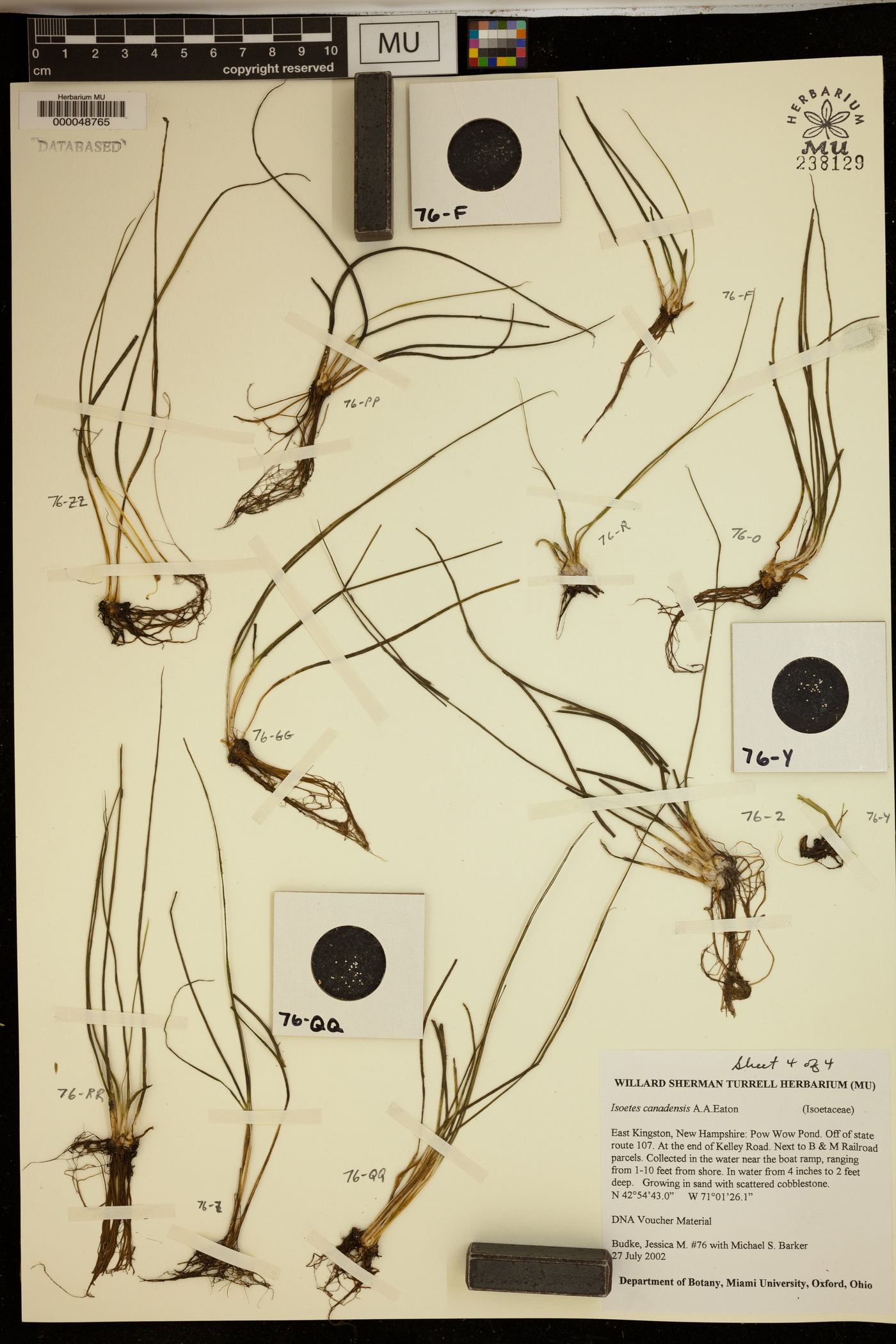 Isoëtes canadensis image