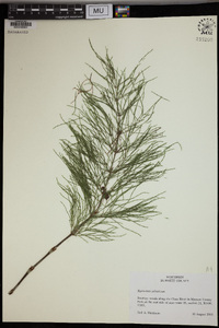 Equisetum sylvaticum image