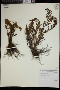 Myriopteris myriophylla image