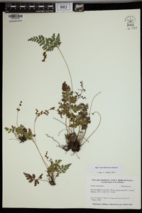 Anemia adiantifolia image