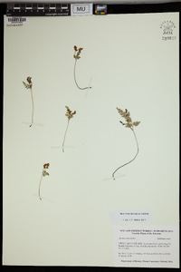 Anemia adiantifolia image