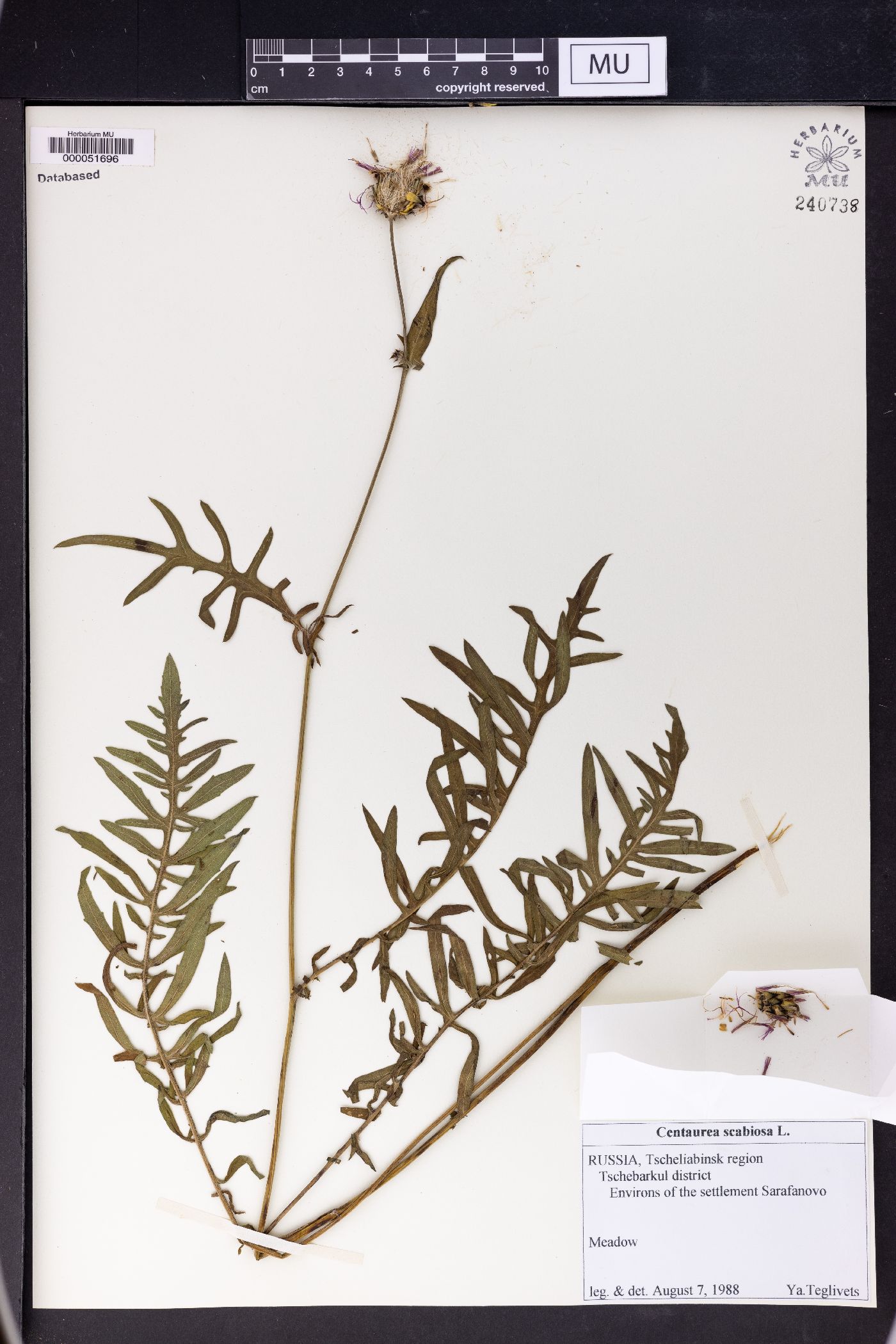 Centaurea scabiosa image