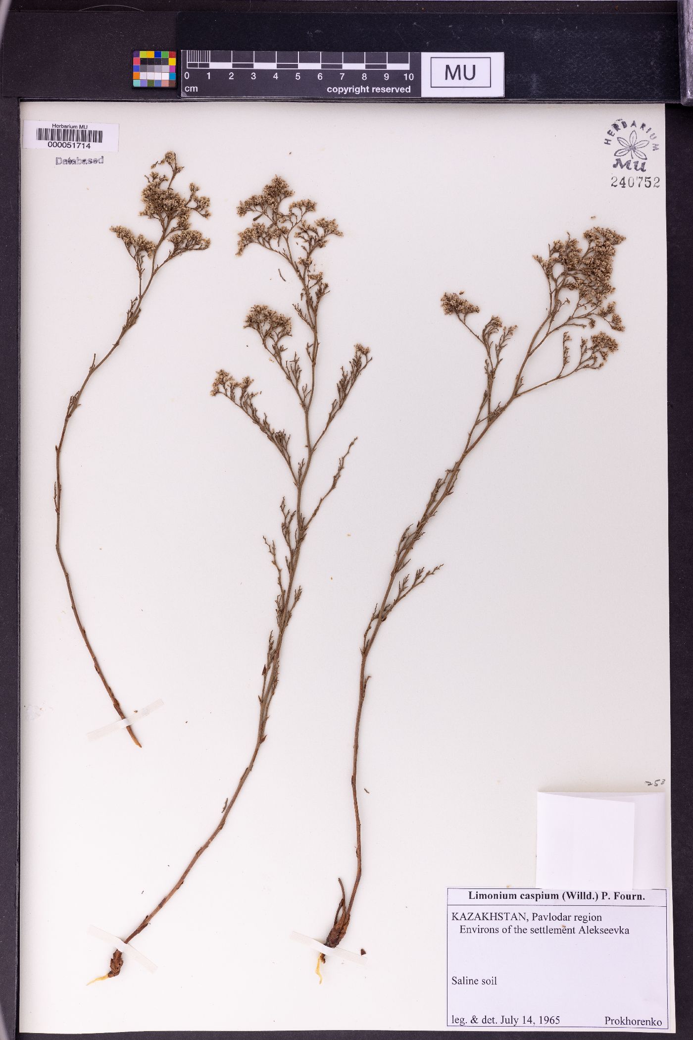 Limonium bellidifolium image