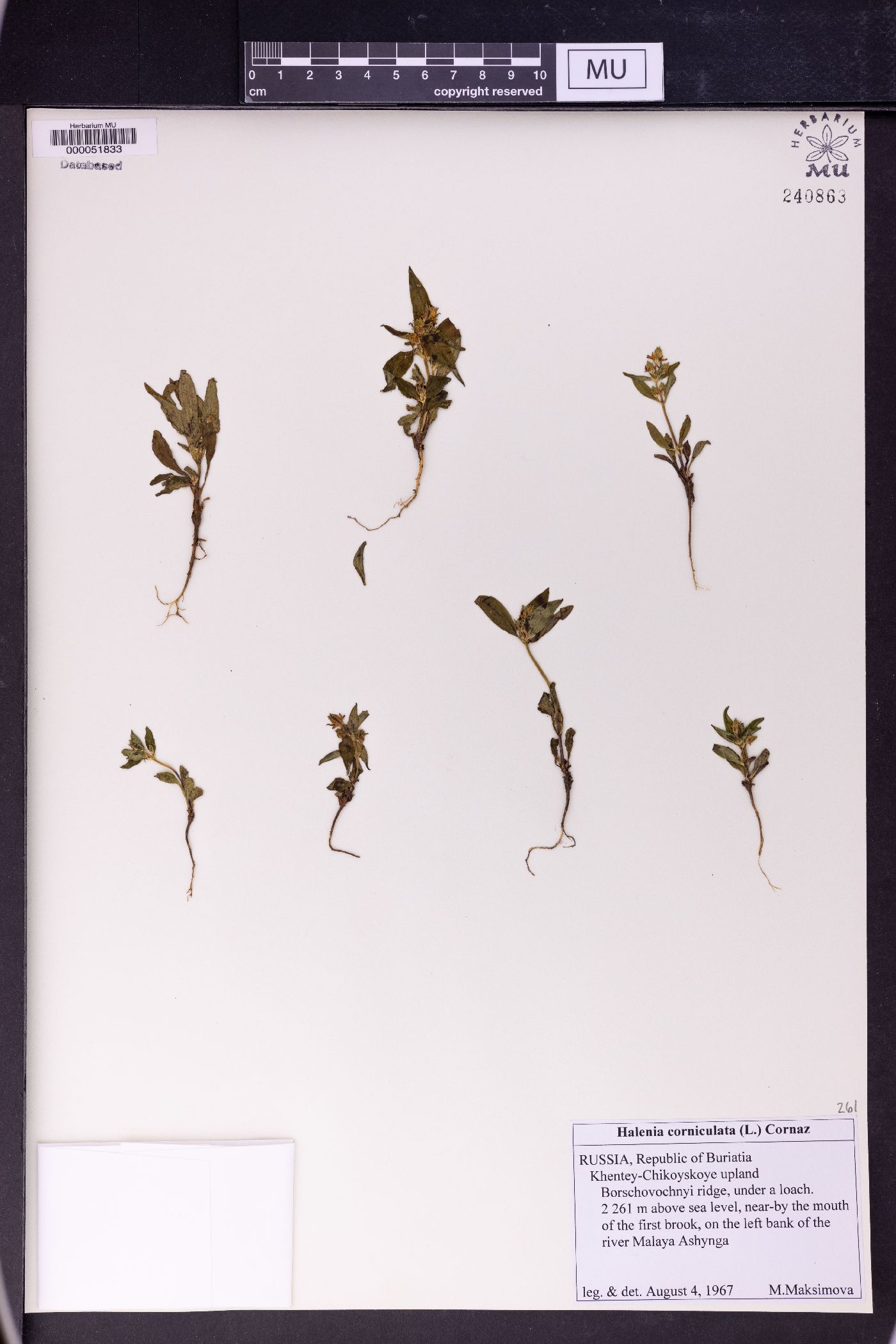 Halenia corniculata image