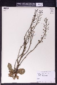 Verbascum phoeniceum image