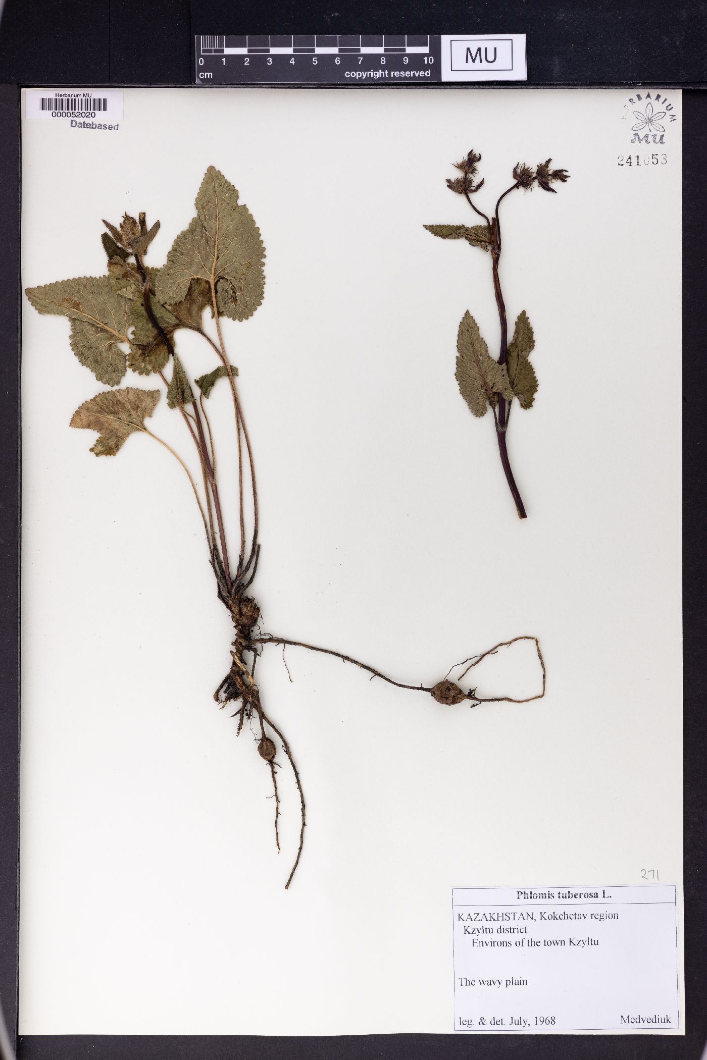 Phlomis tuberosa image