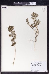 Artemisia procera image