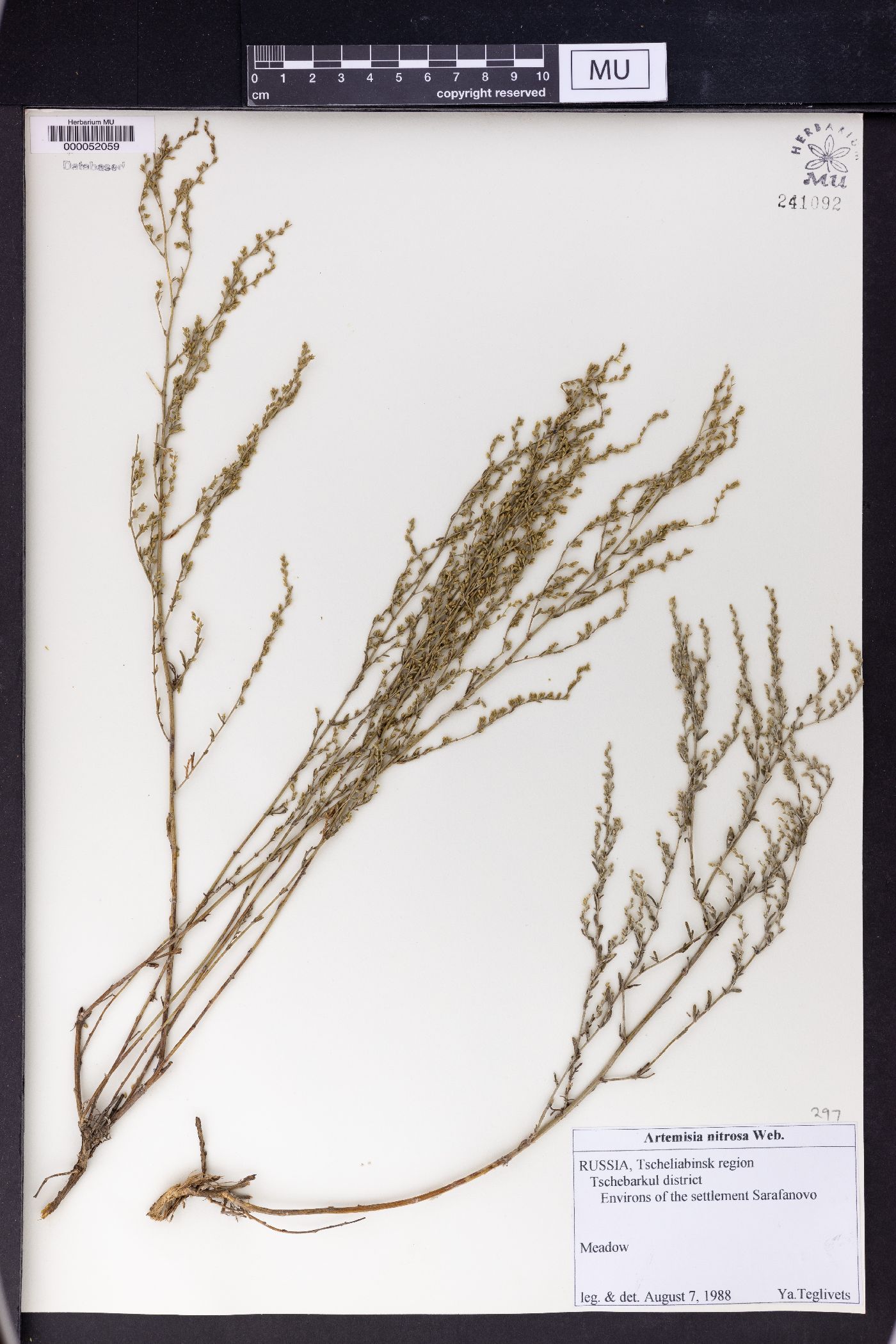 Artemisia nitrosa image