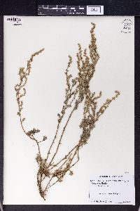 Artemisia austriaca image